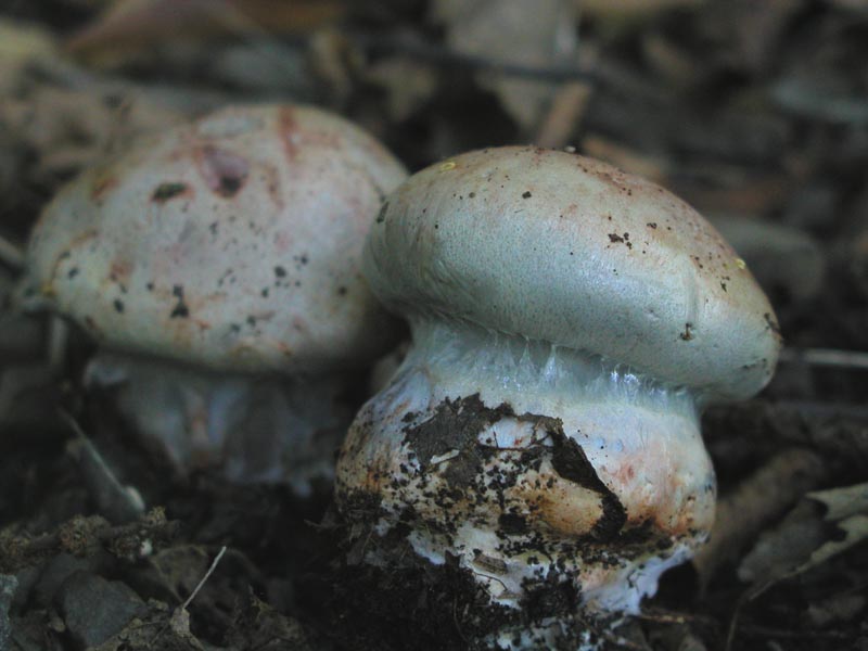 E dopo le Amanite...